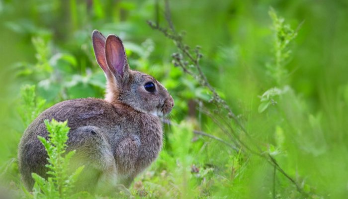 Rabbit pest on farmland