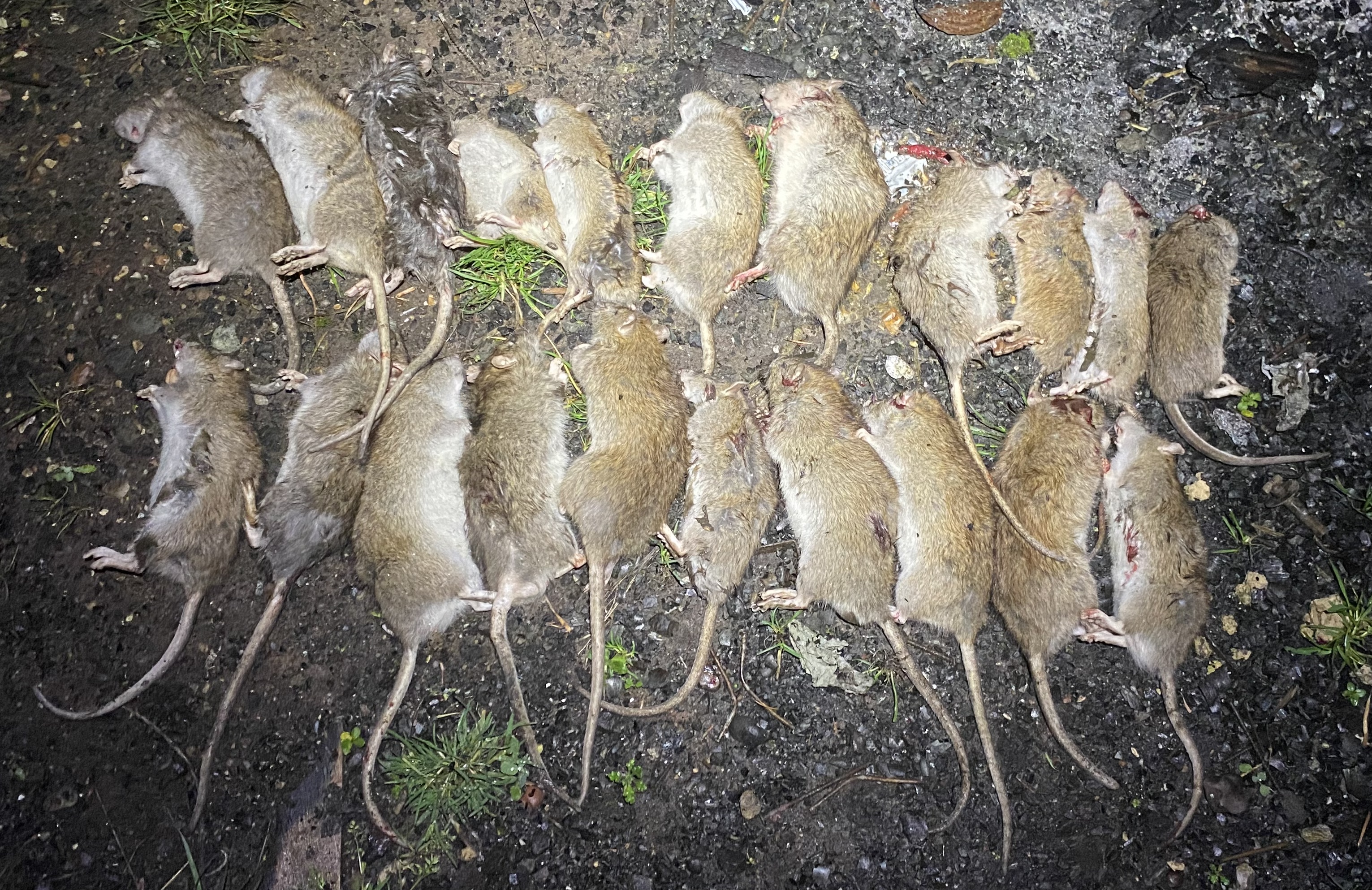 Successful rat control results