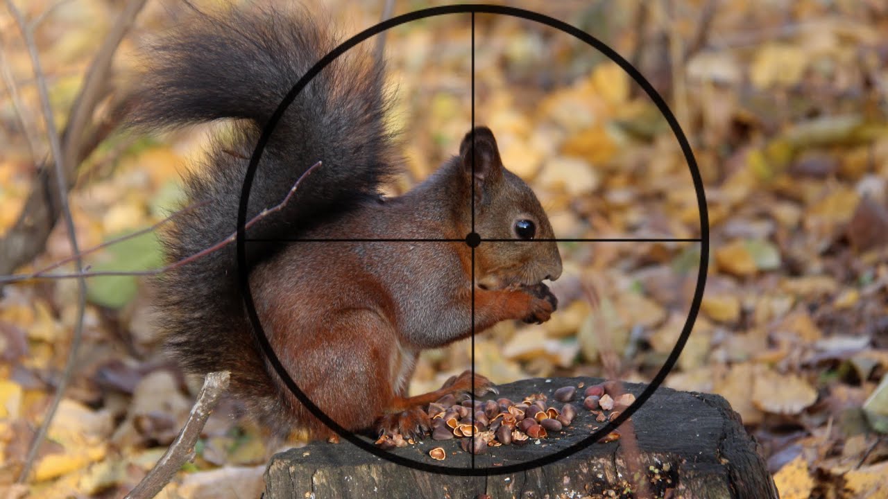 Squirrel pest control targeting